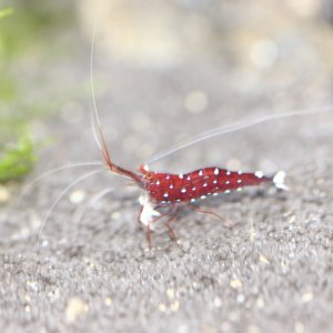 caridina dennerli / Kardinalsgarnelen