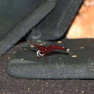 caridina dennerli / Kardinalsgarnelen