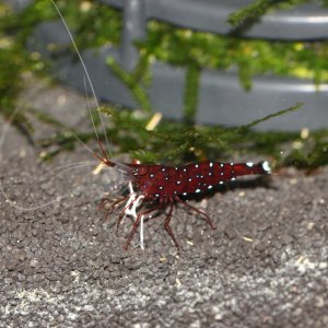 caridina dennerli / Kardinalsgarnelen