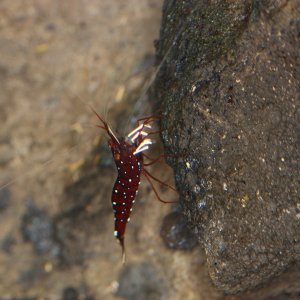 caridina dennerli / Kardinalsgarnelen