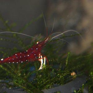 caridina dennerli / Kardinalsgarnelen