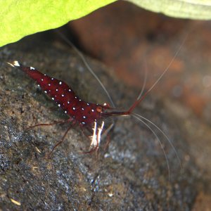 caridina dennerli / Kardinalsgarnelen