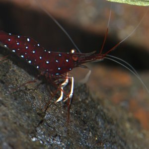 caridina dennerli / Kardinalsgarnelen