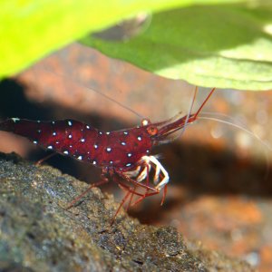 caridina dennerli / Kardinalsgarnelen