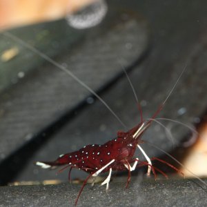 caridina dennerli / Kardinalsgarnelen