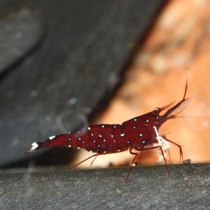 caridina dennerli / Kardinalsgarnelen