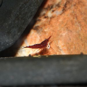 caridina dennerli / Kardinalsgarnelencaridina dennerli / Kardinalsgarnelen