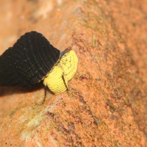 tylomelania mini yellow/black