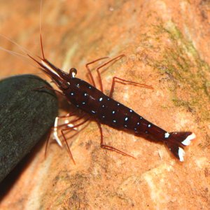 caridina dennerli / Kardinalsgarnelen