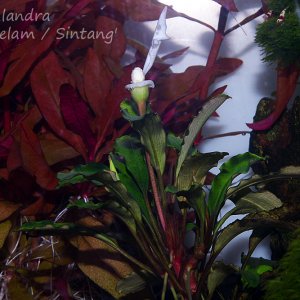 Bucephalandra 'Bukit Kelam/Sintang'
