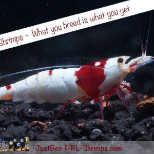 JustBee PRL Shrimps