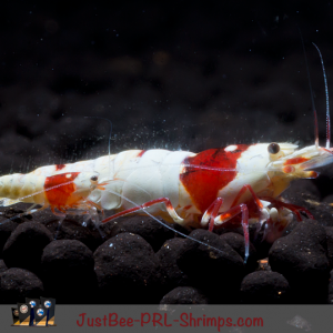 JustBee PRL Shrimps