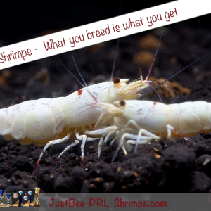 JustBee PRL Shrimps