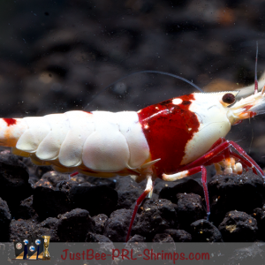 JustBee PRL Shrimps