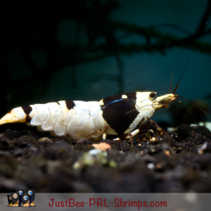 JustBee Black Shrimp ;-)