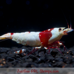 JustBee PRL Shrimps