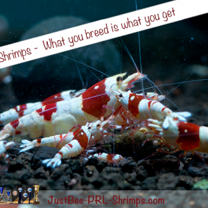 JustBee PRL Shrimps