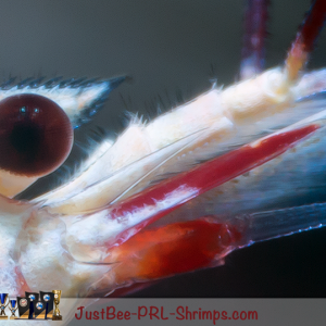 JustBee PRL Shrimps