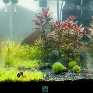 Nano Aquarium anfang April