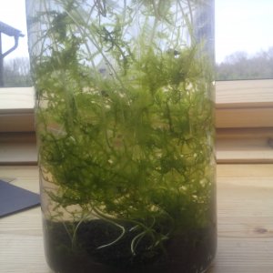 2l Schneckenvase