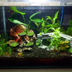 50 l Scapers Tank