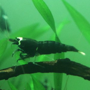 Taiwan Bee "Full-Black"