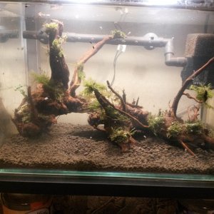 Shrimperiment : Initial plant