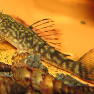 Ancistrus claro - LDA 08 - 2012.jpg