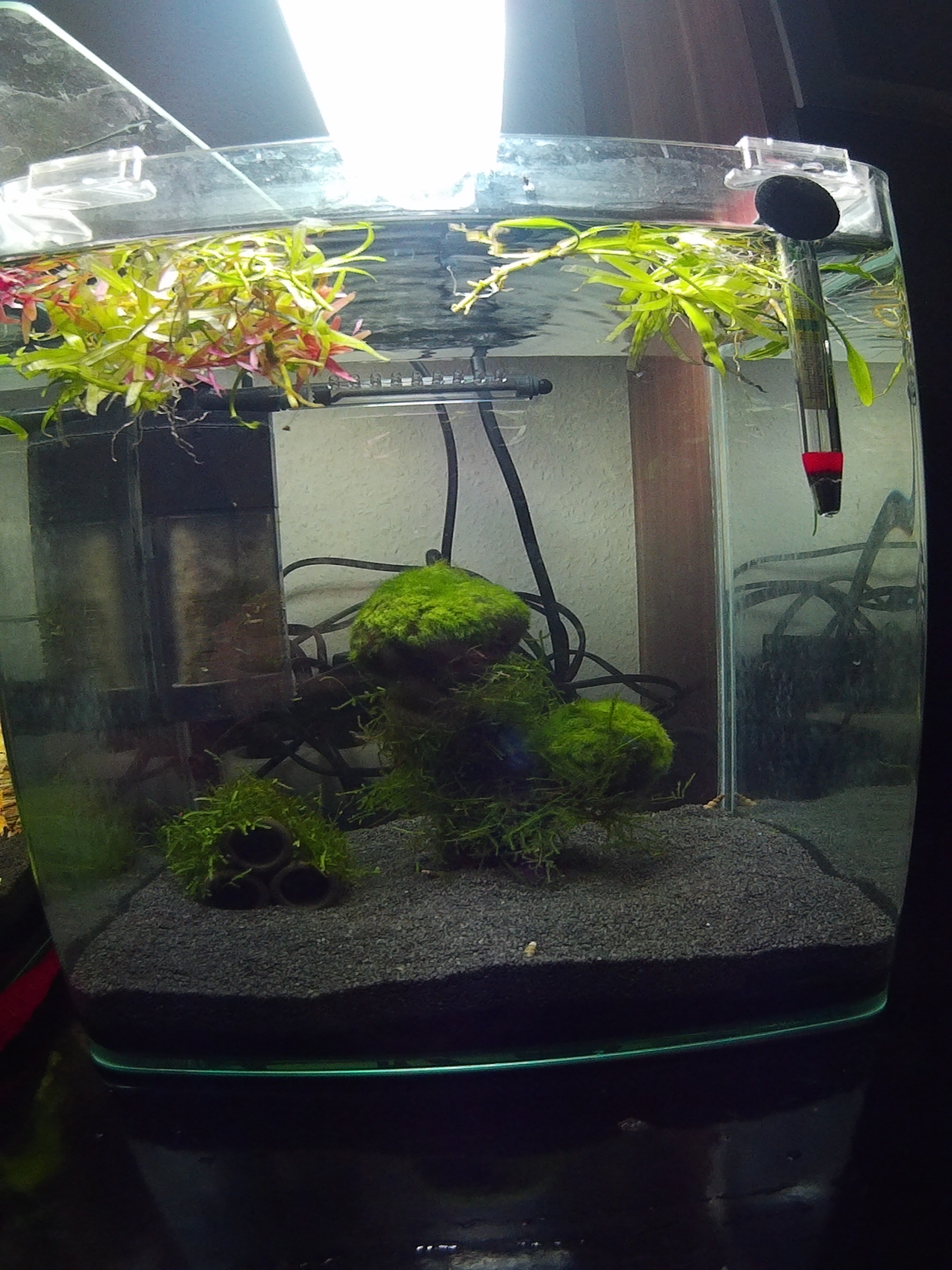 20 L Nano Becken (Noch nicht fertig)