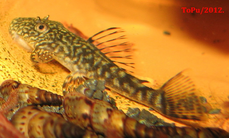 Ancistrus claro - LDA 08 - 2012.jpg