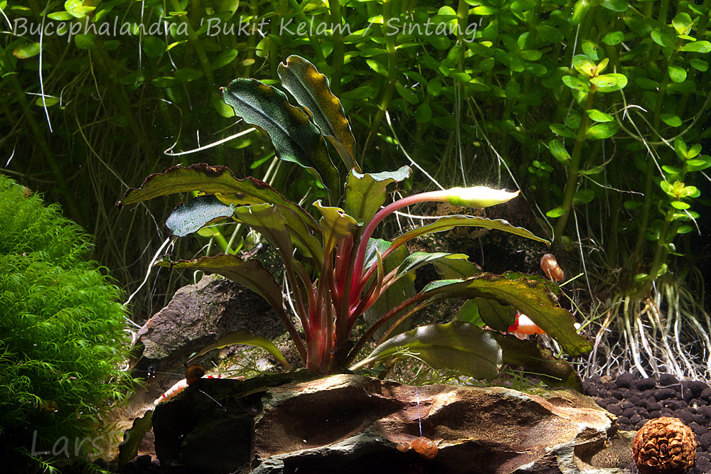 Bucephalandra 'Bukit Kelam / Sintang'