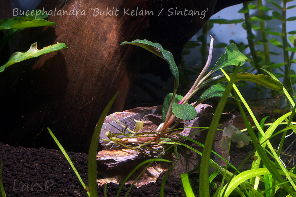 Bucephalandra 'Bukit Kelam / Sintang'