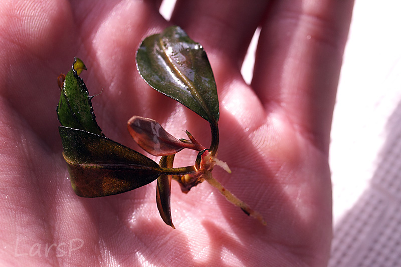 Bucephalandra hades blue