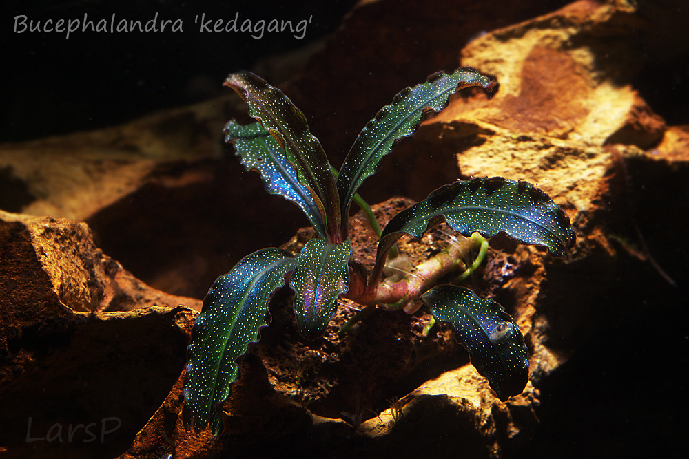 Bucephalandra 'kedagang'