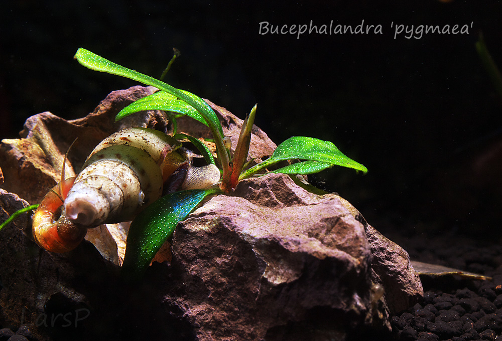 Bucephalandra 'pygmaea'