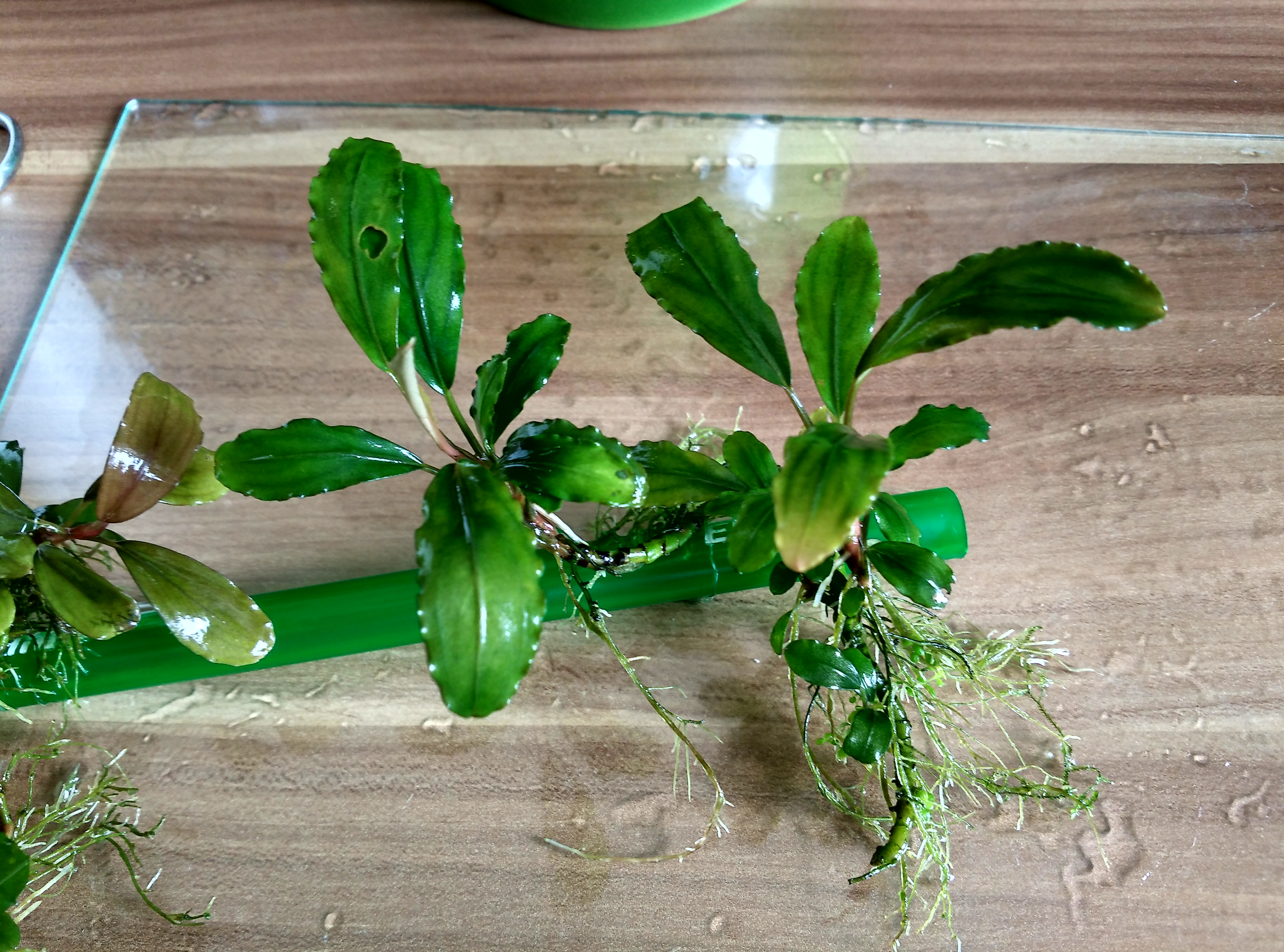 Bucephalandra Theia Dragonfly