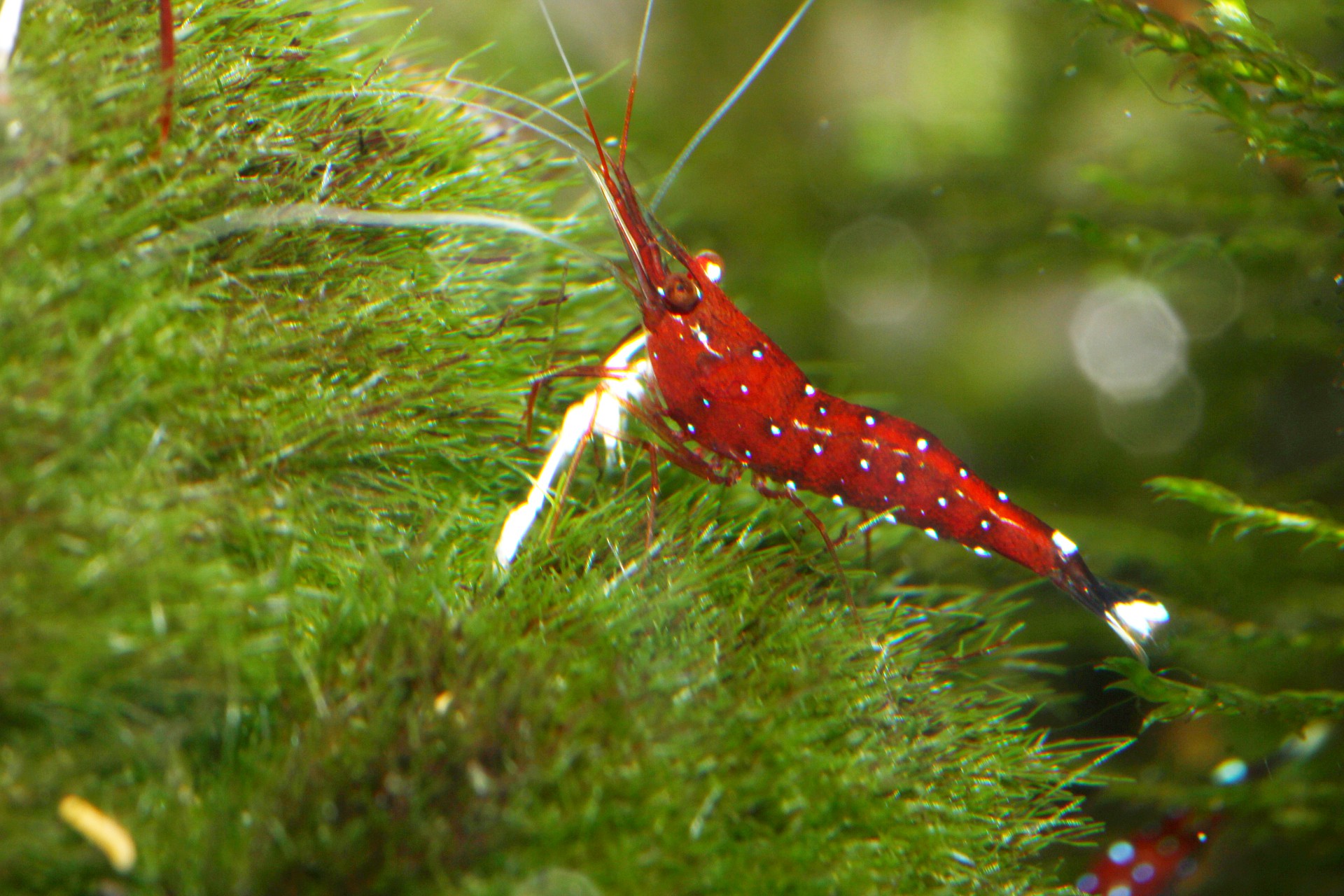 caridina dennerli / Kardinalsgarnelen