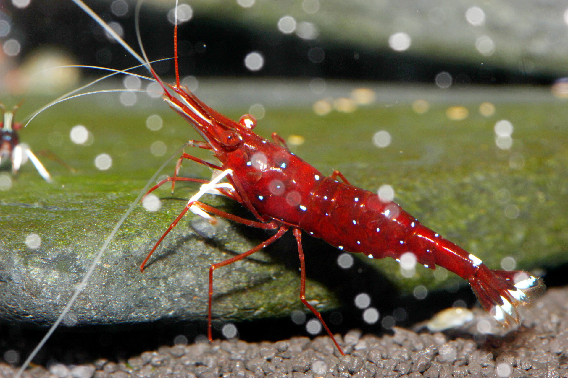 caridina dennerli / Kardinalsgarnelen