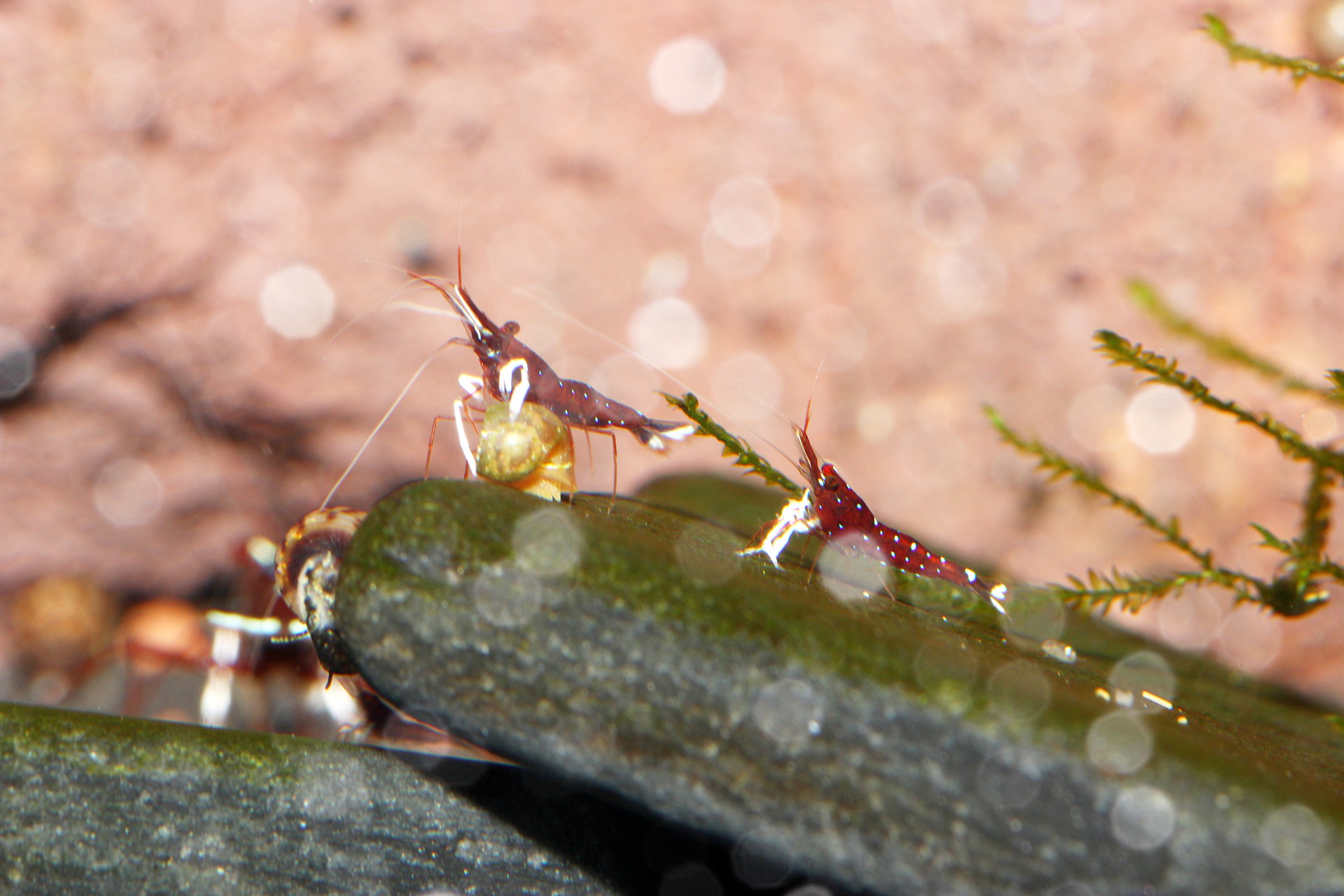 caridina dennerli / Kardinalsgarnelen