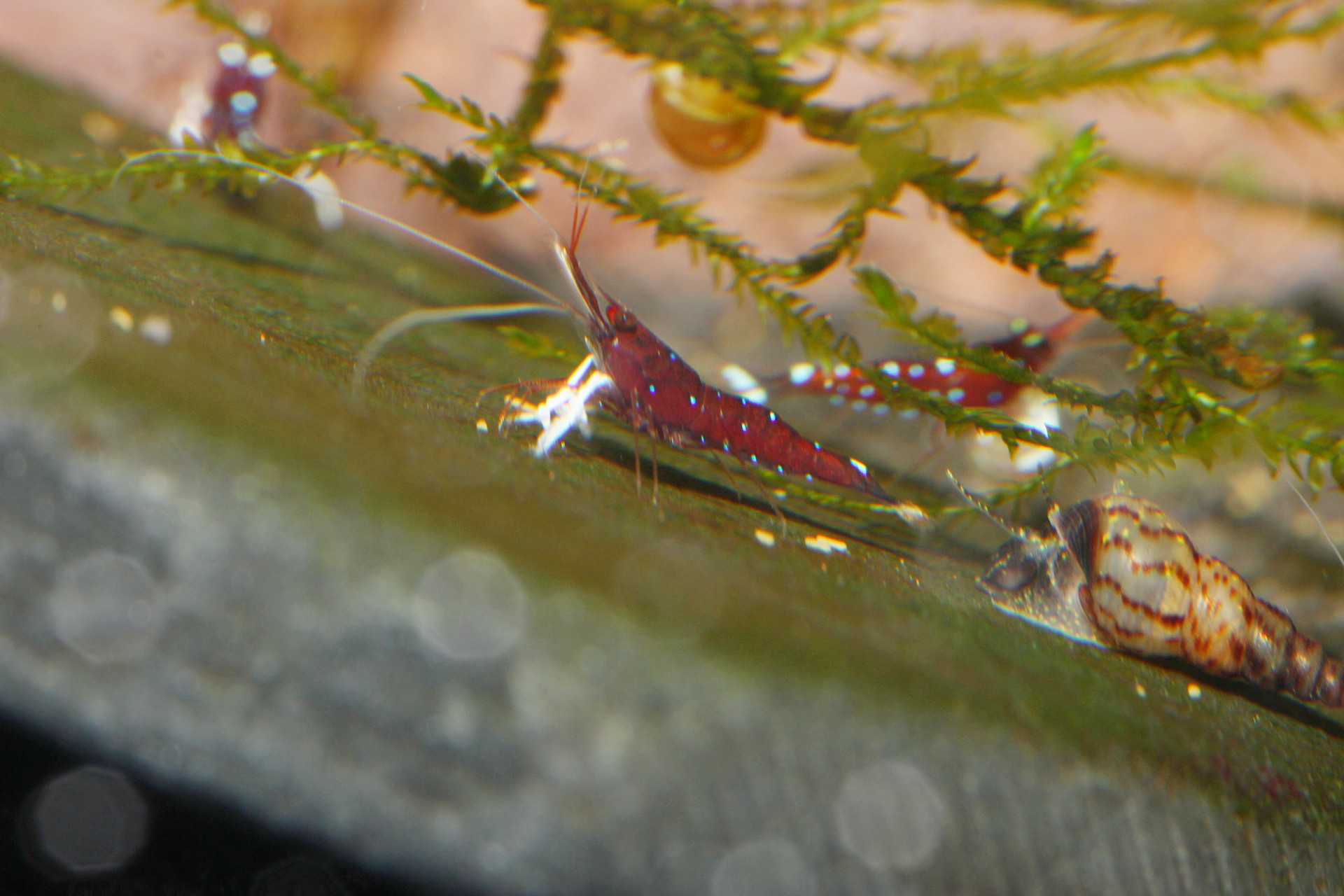 caridina dennerli / Kardinalsgarnelen