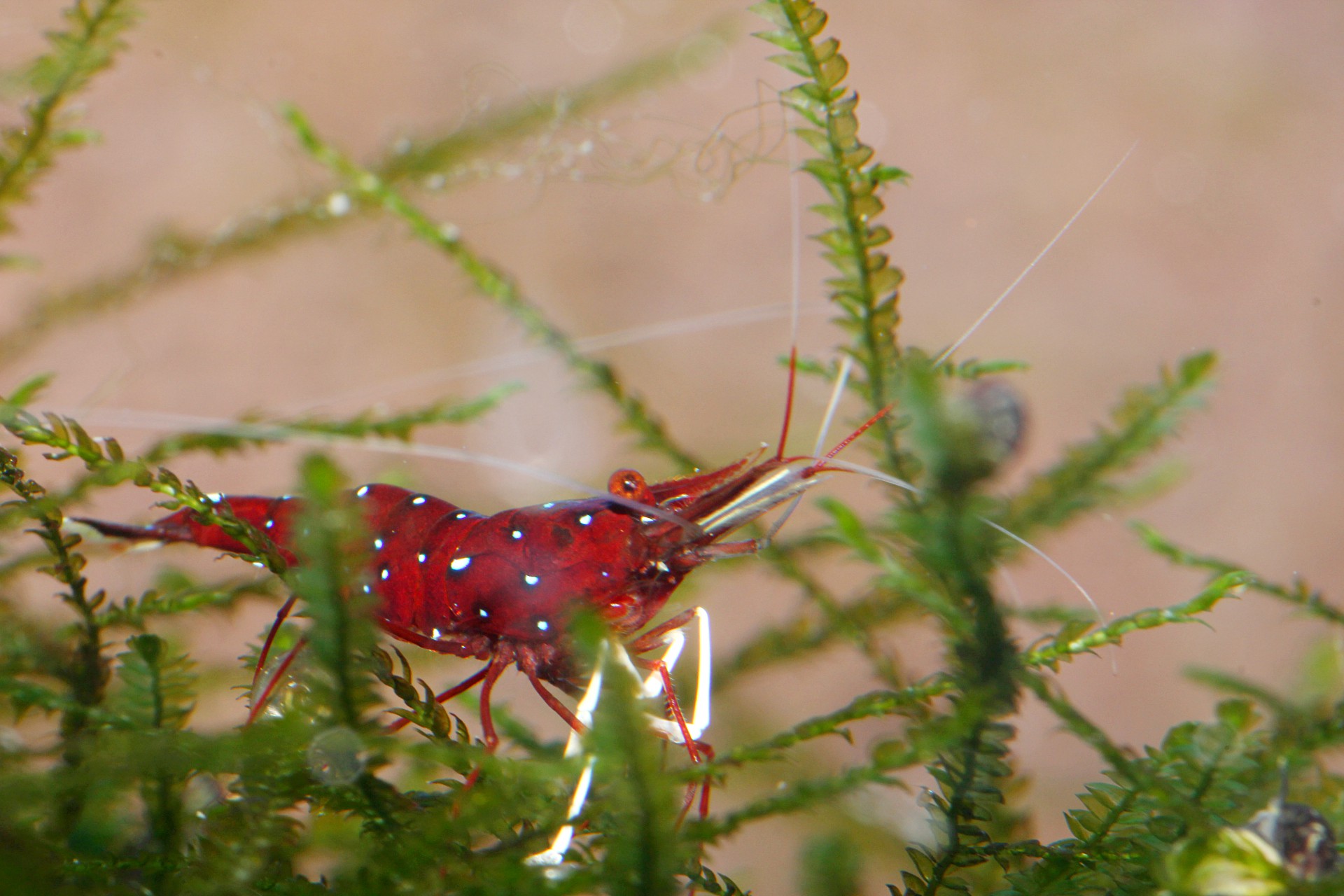 caridina dennerli / Kardinalsgarnelen