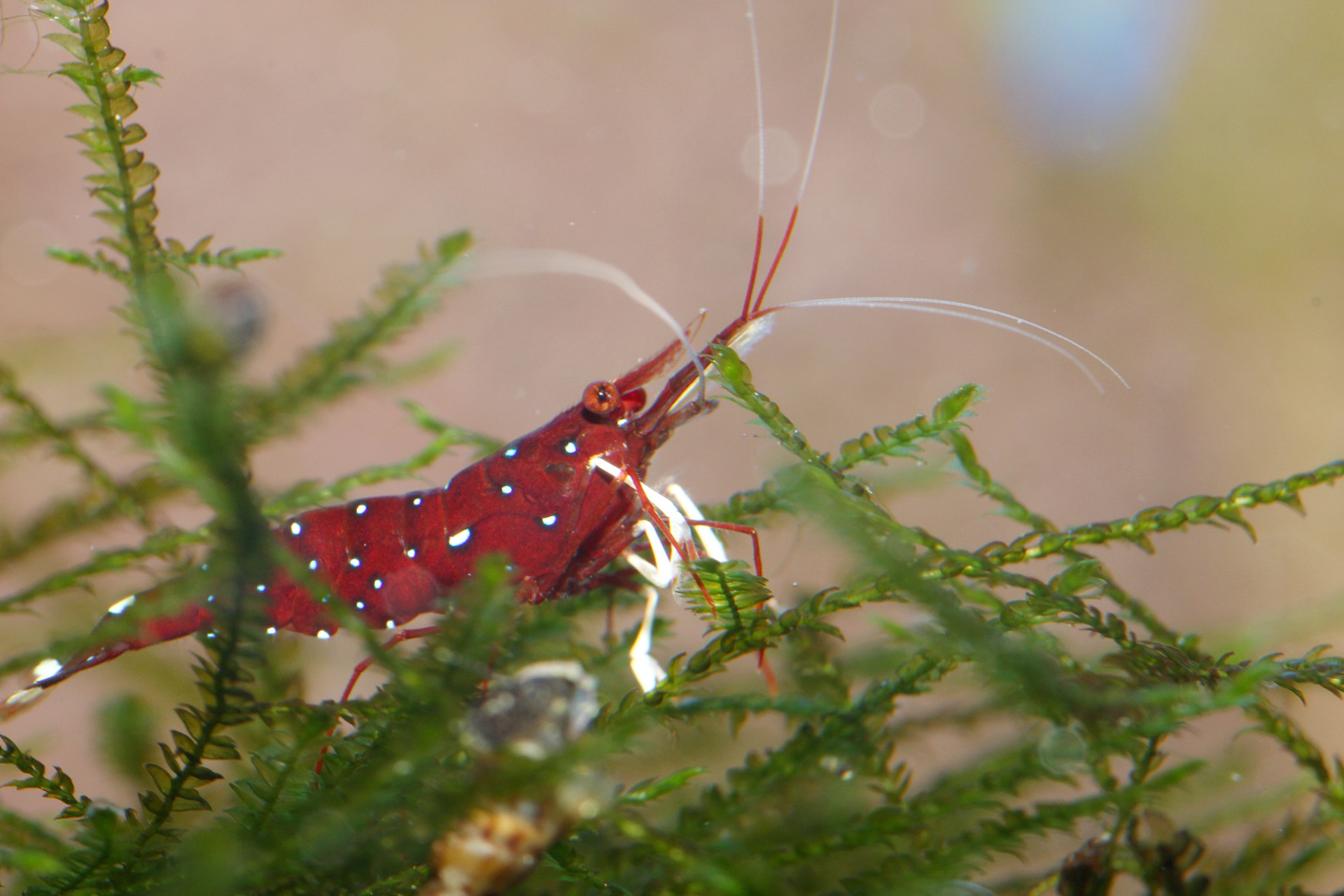 caridina dennerli / Kardinalsgarnelen