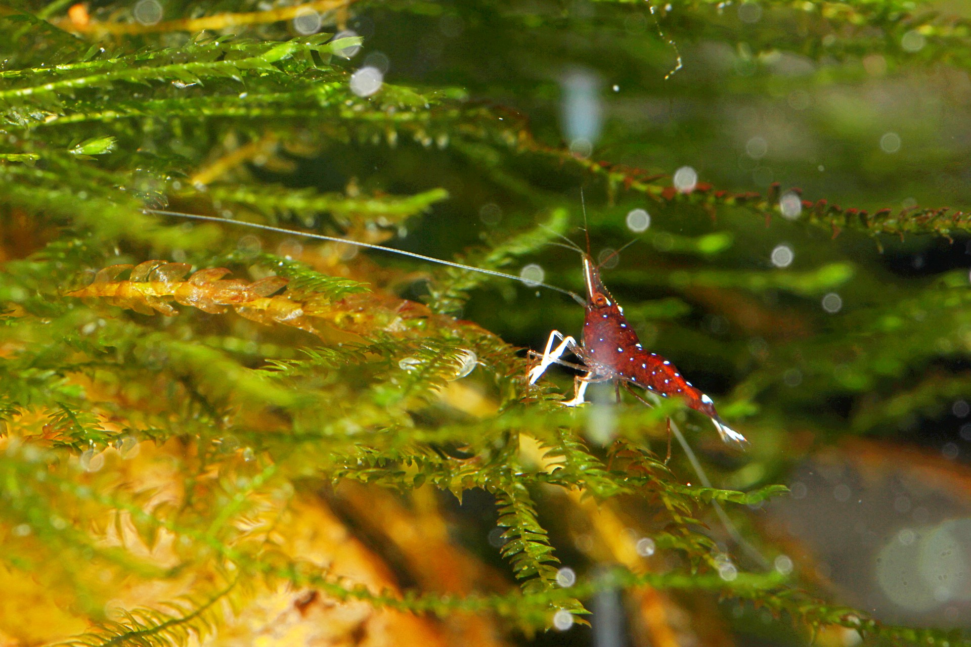 caridina dennerli / Kardinalsgarnelen