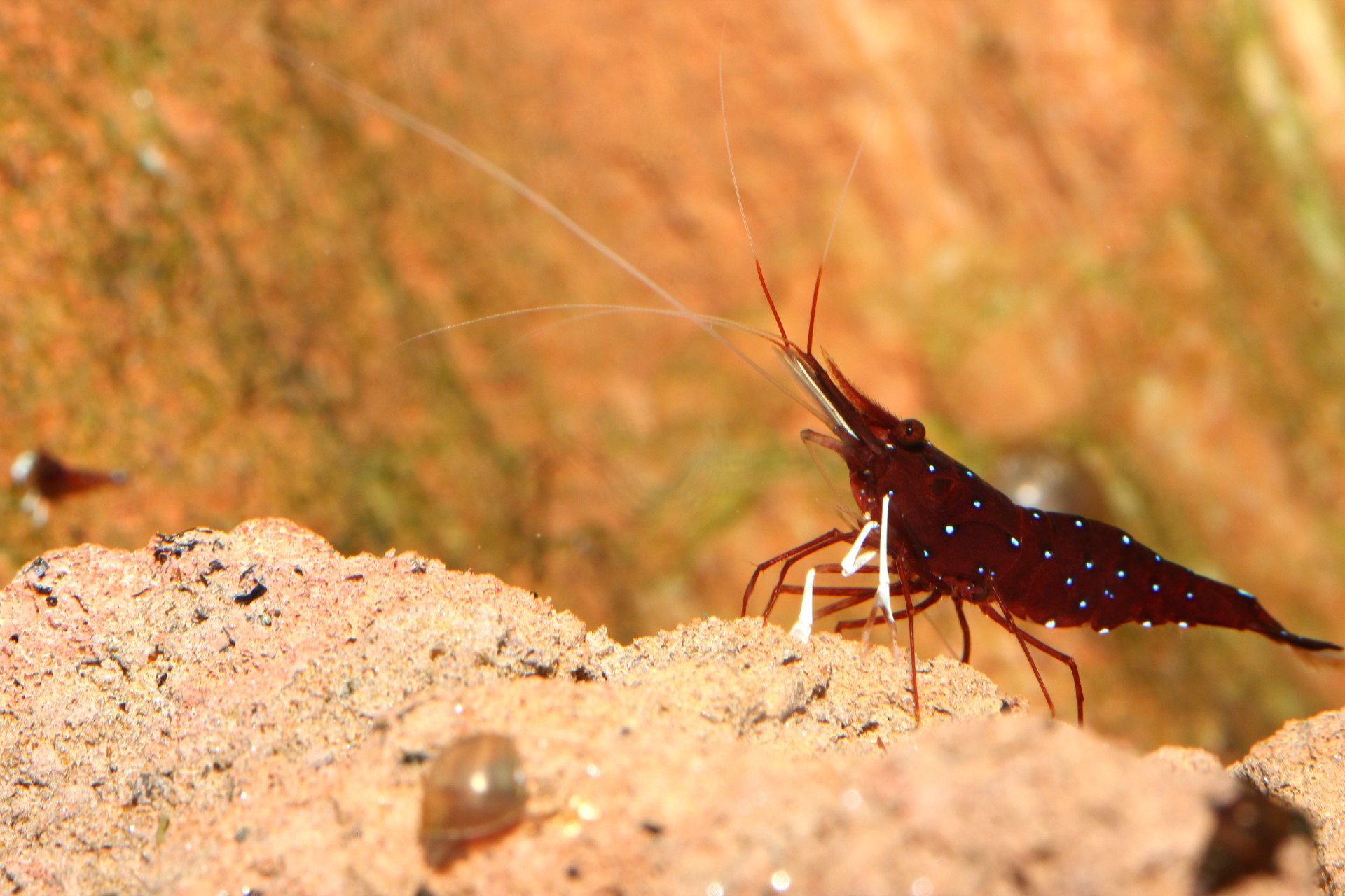 caridina dennerli / Kardinalsgarnelen