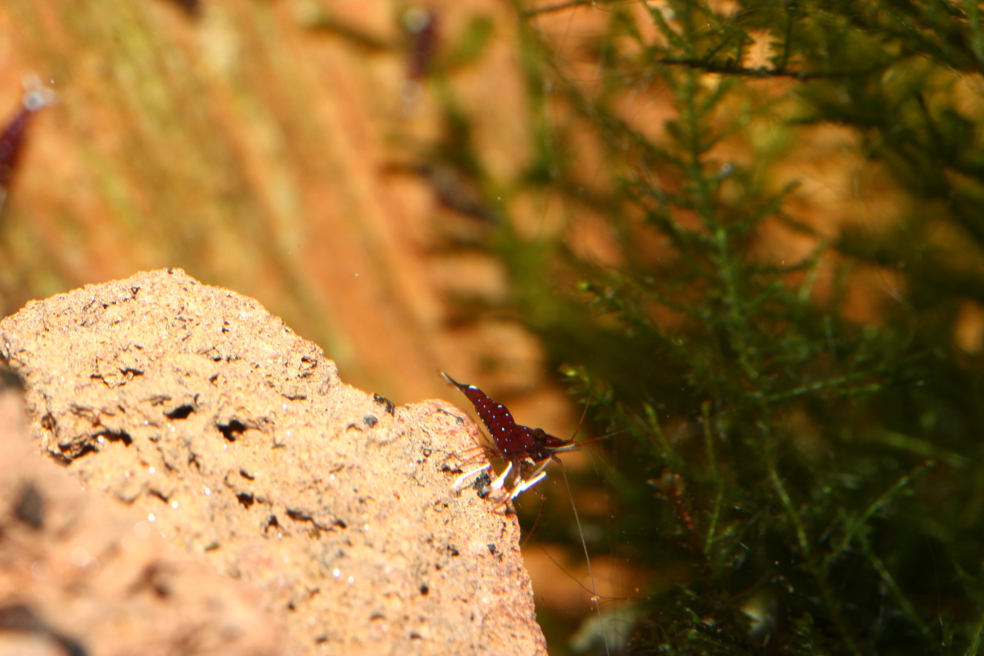 caridina dennerli / Kardinalsgarnelen