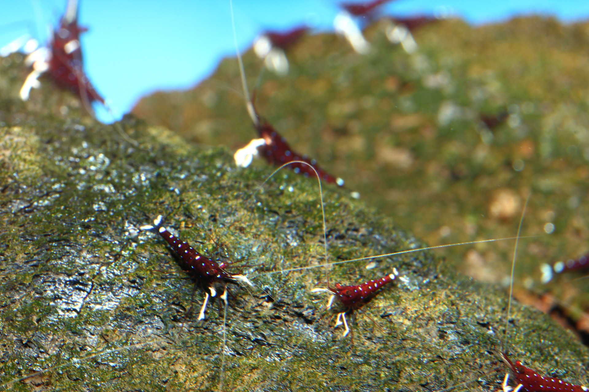 caridina dennerli / Kardinalsgarnelen