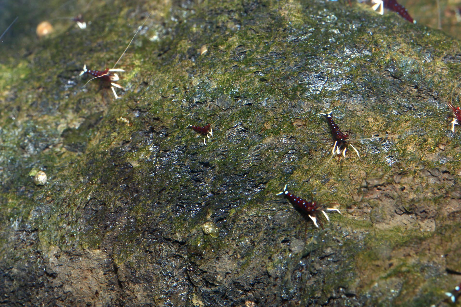 caridina dennerli / Kardinalsgarnelen