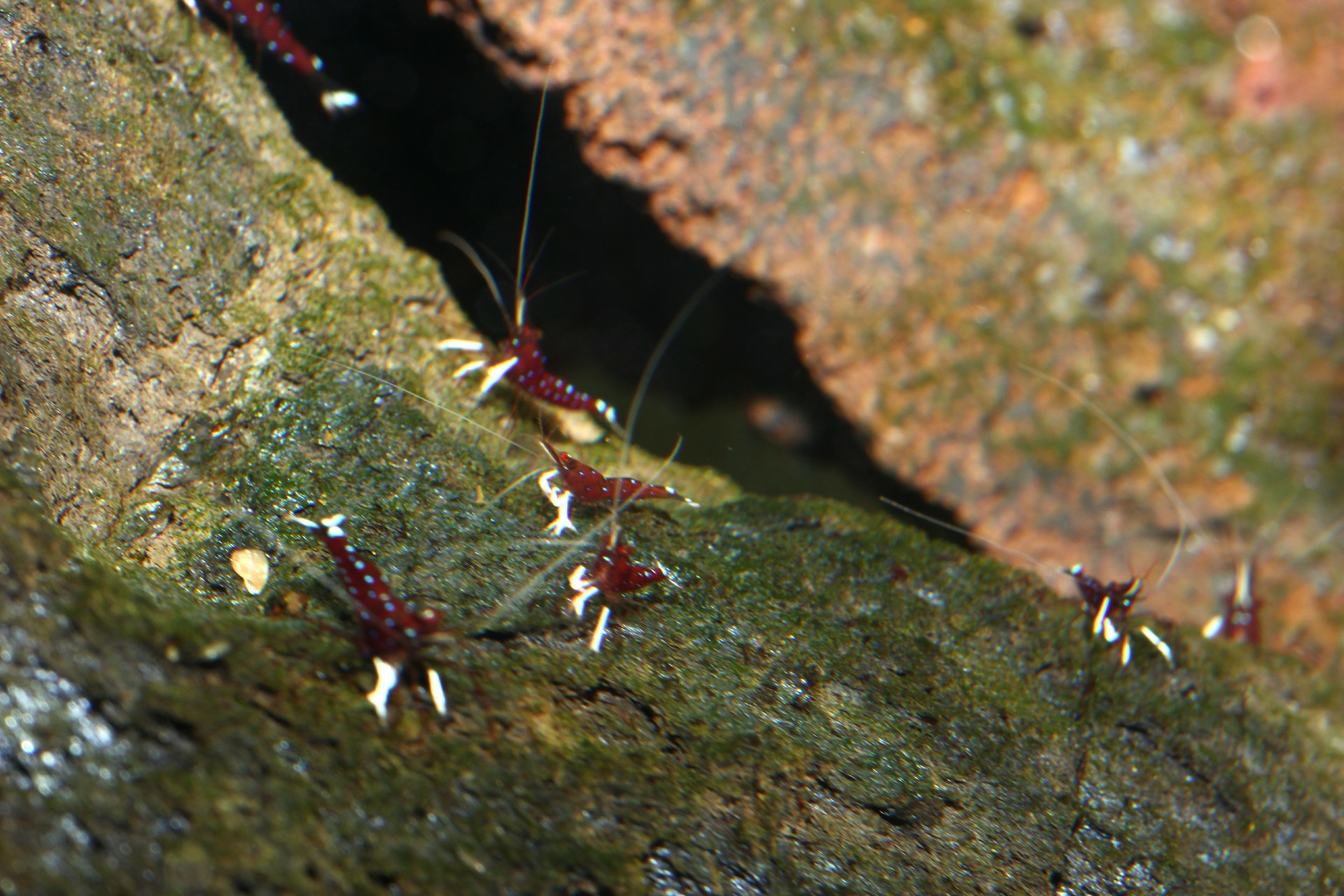 caridina dennerli / Kardinalsgarnelen