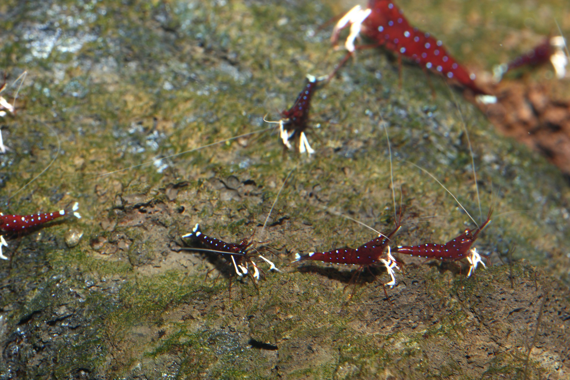 caridina dennerli / Kardinalsgarnelen