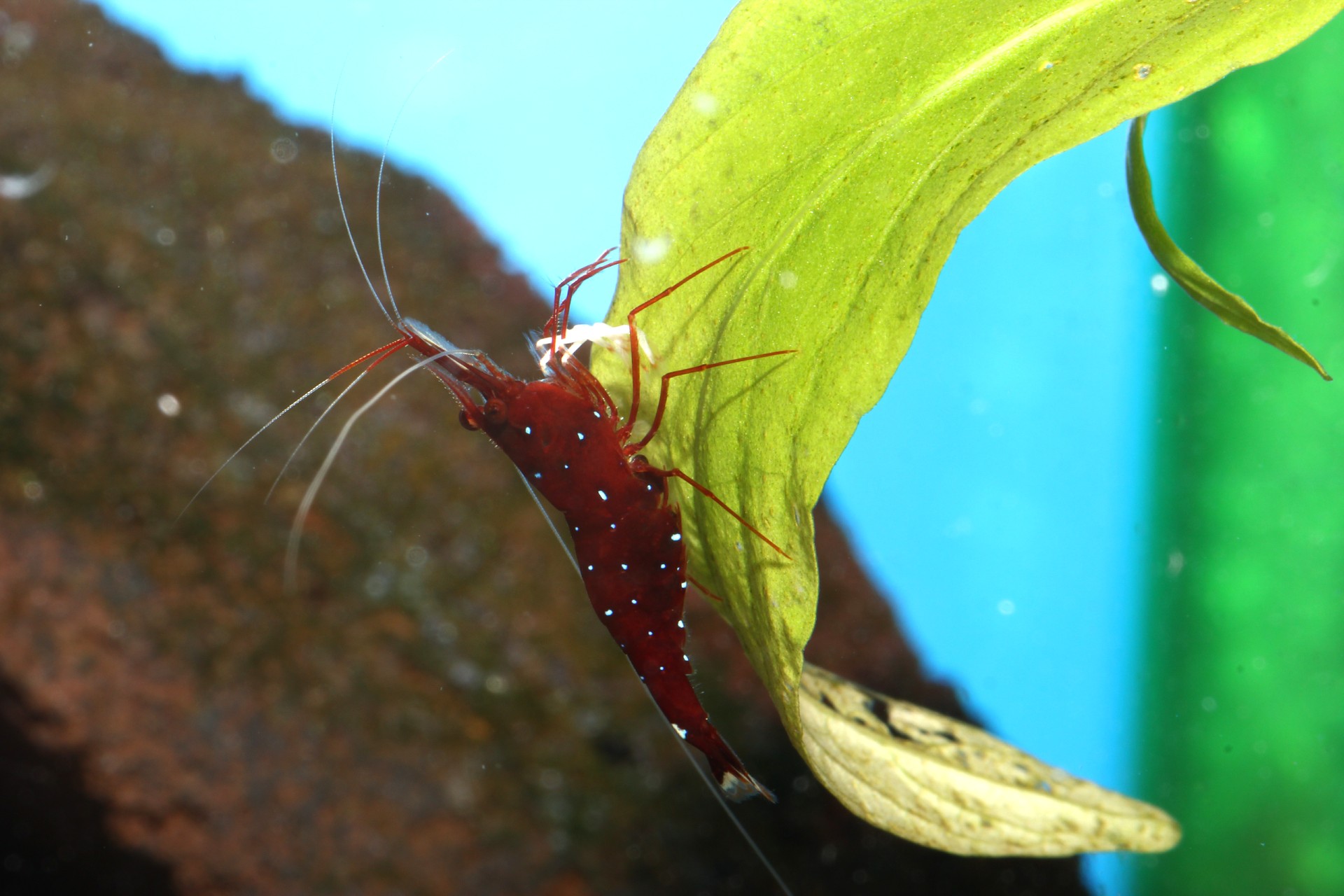 caridina dennerli / Kardinalsgarnelen